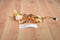 Anne Geddes Tiger Baby Doll 2000 Beanbag Plush