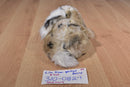 Walmart Light Brown Spotted Bunny Rabbit Beanbag Plush