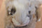 Walmart Light Brown Spotted Bunny Rabbit Beanbag Plush