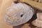 Aurora Brown Tortoise Turtle Beanbag Plush