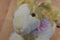 Walmart Tan and White Bunny Rabbit Beanbag Plush