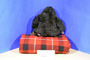 Russ Bungo Black and Grey Gorilla Ape With Pacifier Plush
