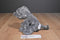 Mary Meyer Sweet Rascals Grey Elephant Beanbag Plush