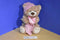 Toys R Us Bedtime Teddy Bear with Pink Hat and Blanket 2013 Beanbag Plush