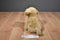 Yang Jee Gander Gang Dixie Golden Lab Plush