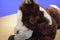 Goffa Brown and White Pinto Paint Horse Pony Plush