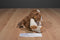Scentsy Buddy Baby Patch St. Bernard Puppy Dog 2012 Beanbag Plush