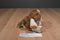Scentsy Buddy Baby Patch St. Bernard Puppy 2012 Beanbag Plush