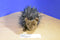 Douglas Jethro Porcupine 2015 Plush
