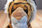 Aurora Bengal Tiger 2014 Beanbag Plush