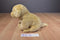 Toys R Us Yellow Lab Puppy Dog 2015 Beanbag Plush