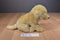 Toys R Us Yellow Lab Puppy Dog 2015 Beanbag Plush