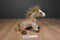 Ty Buddy and Baby Filly Gold Horse Beanbag Plush
