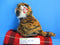 Ty Classic Bengal Tiger 1994 Beanbag Plush
