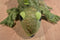 Caltoy Iguana and Gecko Plush Hand Puppets
