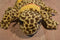 Caltoy Iguana and Gecko Plush Hand Puppets