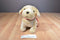 Fiesta Yellow Lab Puppy Barking Plush