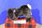 Commonwealth Dark Brown Bunny Rabbit 2003 Plush