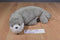 Pandder Grey and White Seal Plush