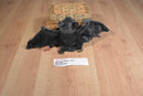 Adventure Planet Pounce Pals Grey Bat Plush