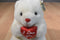 World of Smile White Bear With Red Heart Pillow 1991 Plush