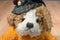 Pickford Brass Button Augie the Scottish Dog of Friendship 1997 Plush