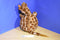 Unipak Plumpee Giraffe 2012 Beanbag Plush