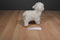 Aurora Miyoni Beige Lamb Beanbag Plush