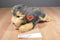 Aurora Flopsies Yorky the Grey and Tan Yorkie Yorkshire Terrier Beanbag Plush