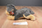 Aurora Flopsies Yorky the Grey and Tan Yorkie Yorkshire Terrier Beanbag Plush