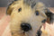 Aurora Flopsies Yorky the Grey and Tan Yorkie Yorkshire Terrier Beanbag Plush