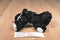 Hugfun Black and White Puppy Dogs Set of 2 Beanbag Plushes