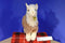 Aurora Miyoni Llama Alpaca Plush