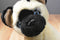 A&A Siamese Sitting Cat Plush