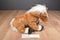 Ty Beanie Buddy Trotter Brown and White Horse Pony 2001 Beanbag Plush