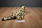 FAO Schwarz Cheetah Beanbag Plush