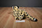 FAO Schwarz Cheetah Beanbag Plush