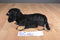 Aurora Mini Flopsies Vienna Black and Tan Dachshund Beanbag Plush