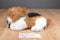 Commonwealth Rabbit Ears Production Gingham Calico Cat 1990 Plush
