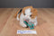 Commonwealth Rabbit Ears Production Gingham Calico Cat 1990 Plush