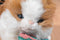 Commonwealth Rabbit Ears Production Gingham Calico Cat 1990 Plush