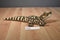 Wild Republic Baby Alligator/Crocodile 2019 Plush