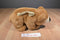 A&A Fancy Zoo Grizzly Bear Plush Bag Purse