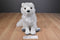 Wild Republic Arctic Fox 2016 Beanbag Plush