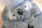 Australia Mother Koala With Babies Plush