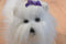 Aurora Mini Maltese Shih Tzu Puppy Beanbag Plush