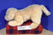 Golden Retriever Puppy Dog With Embroidered Eyes Plush