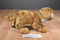 Ganz Webkinz Signature Endangered Bengal Tiger WKSE3002 Beanbag Plush (No Code)