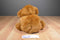 Gund Floppy Brown Bear 1982 Beanbag Plush
