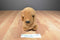 Ty Beanie Buddy 1999 and Baby 1995 Weenie Dachshund Beanbag Plushes